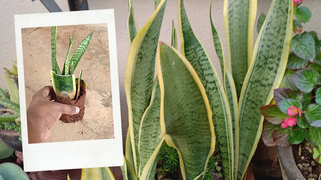 Leaf Propagation of Snake Plant | The Best Indoor Plant