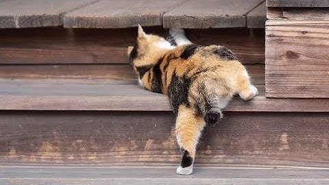 When you won a different kind of cat 😅🥲