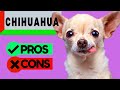 CHIHUAHUA PROs & CONs - Watch this Video to Learn Why Your Chihuahua may have a Bad Temperament!