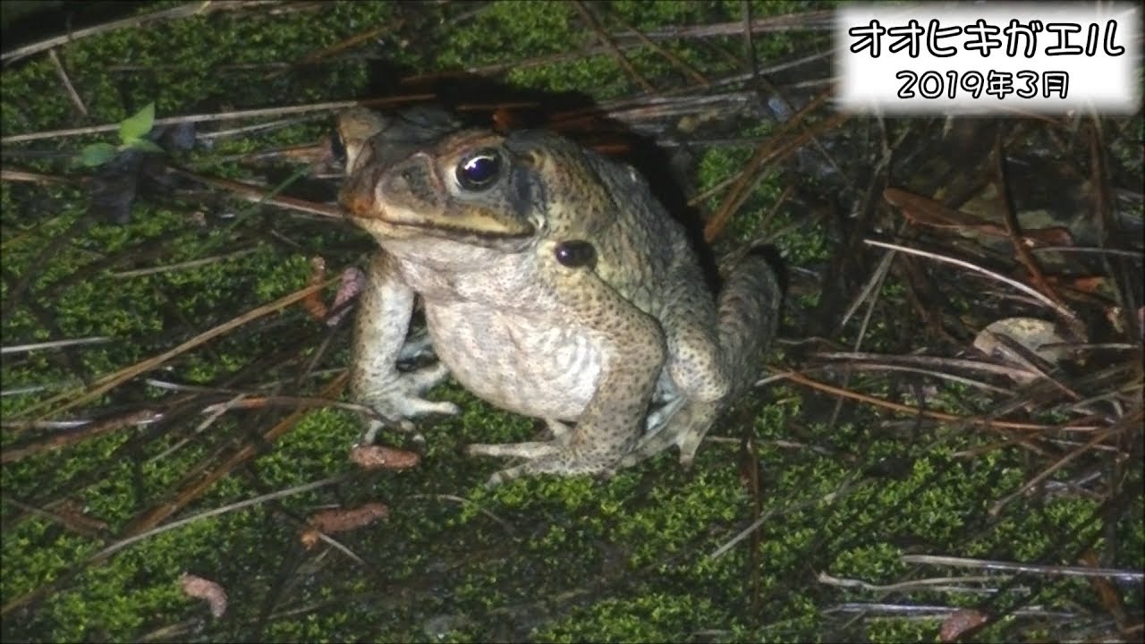 野鳥雨靴 オオヒキガエル Cane toad (Rhinella marina)【特定外来生物】