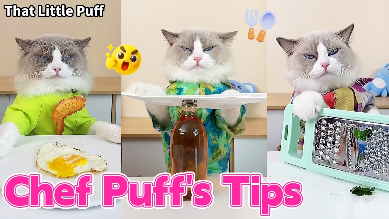 Puff’s Kitchen Hacks 🐱🍳 Become a Cooking Pro in No Time！| That Little Puff