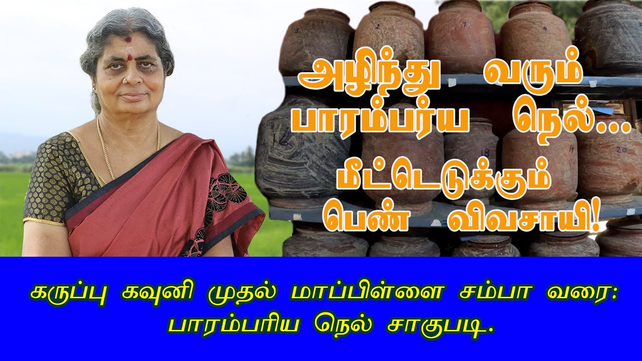 அழிந்து வரும் பாரம்பரிய நெல்...🌾| மீட்டெடுக்கும் பெண் விவசாயி! | பல்லுயிர் விவசாயம்