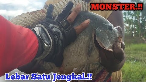 Nila Kok Lebarnya Satu Jengkal.!! Inilah Nila Liar Monster PAPUA ! Mancing Nila Liar !! Mancing Liar
