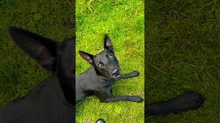 Working Line Malinois Tracks Down Lost/Stolen Item