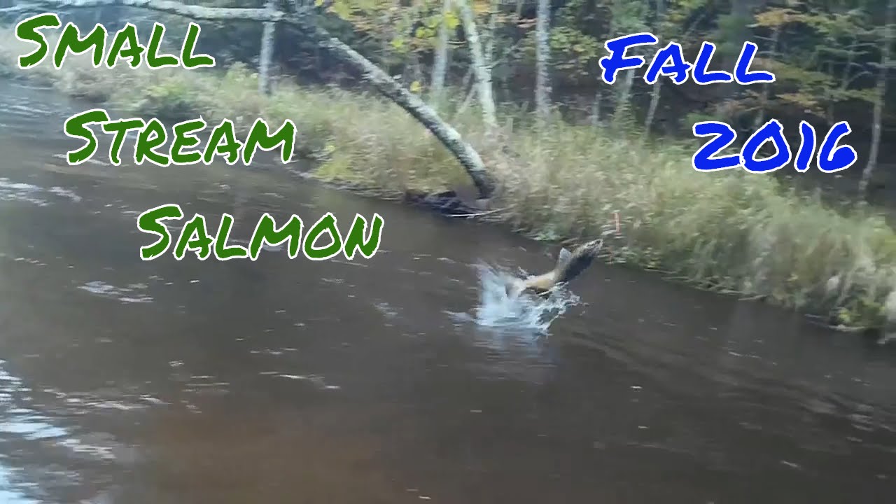 Small Stream Salmon Fishing Michigan! puppy paradise