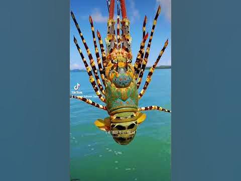 #R'jarn farm speedboat / #R'jarn lobster farm/ Koh yao