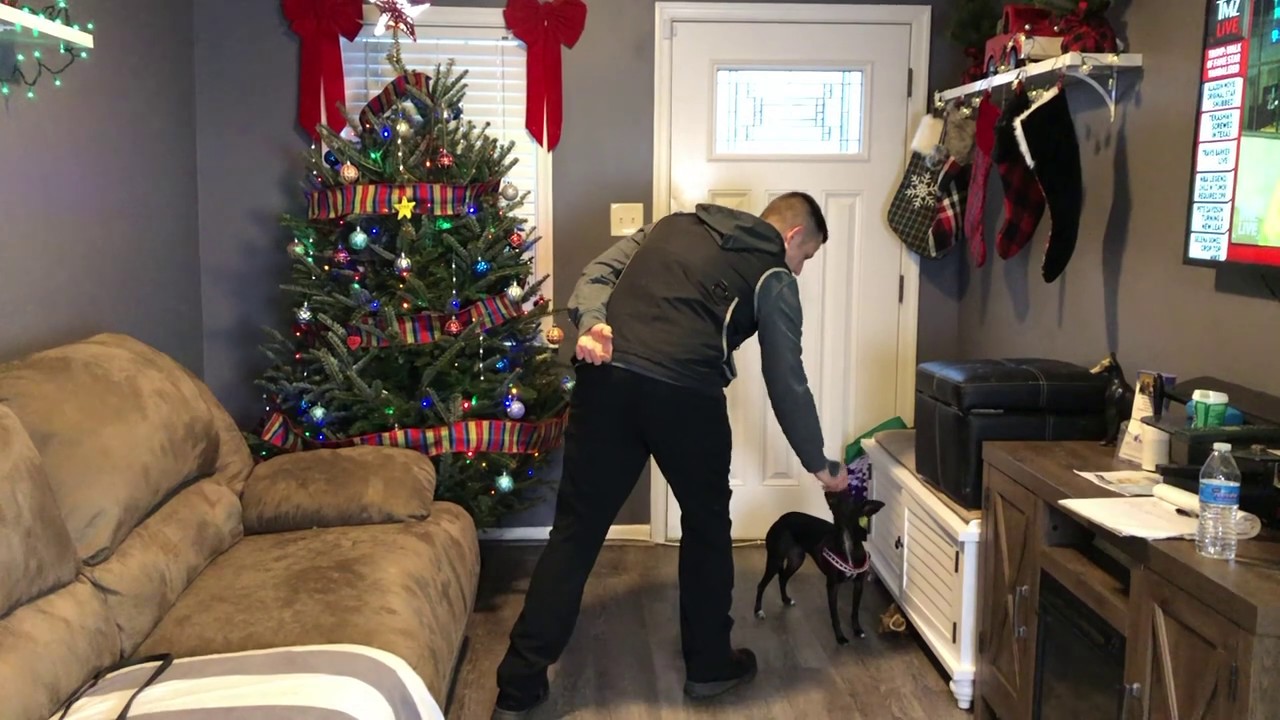 Resource guarding exercise for foodaggressive dogs YouTube