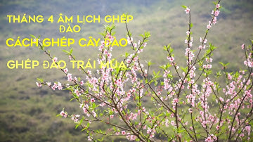 Cách ghép cây đào giống trái mùa | Thành công 95% | ghép đào tháng 4 âm lịch.