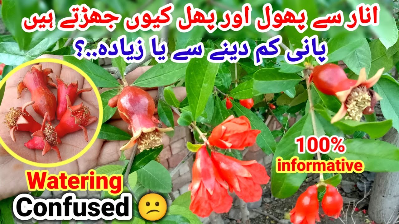 🔴Anar se phool or phal kio jharte Hain flowers dropping control Pomegranate 