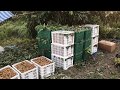 Longan farm harvesting