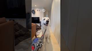 掃除機が大好きな大型犬【ホワイトシェパード】　#shorts