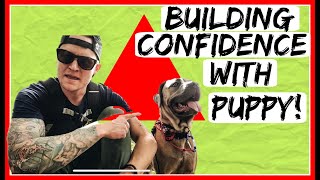 Fearful Reactive Cane Corso! Dog Training to build confidence in a puppy