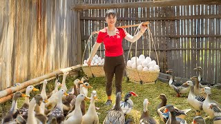 Download Lagu Rewind Timelapse: Harvest 1000+ Duck Eggs Go to Market - Taking Care of Pigs, Ducks and Chickens MP3 Download Lagu Rewind Timelapse: Harvest 1000+ Duck Eggs Go to Market - Taking Care of Pigs, Ducks and Chickens MP3
