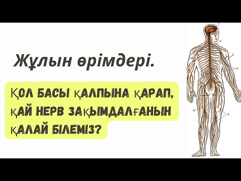 Бейне: Жұлын белдеуін белдікке қалай бекіту керек: 11 қадам