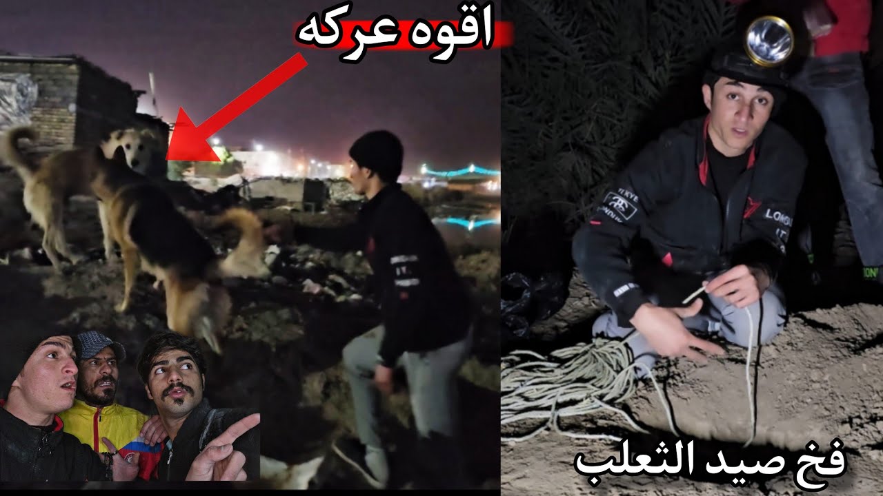 نصبت فخ جديد لصيد الثعلب _ كلبي روك كتل اقوه كلب في المنطقة!! صدمة 😨🔥