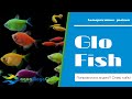 Как нас обманывают продавцы Глофиш (GloFish) и как отличить подделку?!