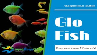 :      (GloFish)    ?!