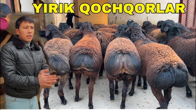 Yosh anal bilan jinsiy aloqa