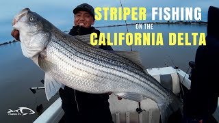 This was my first time trolling the california delta on sacramento
river south of rio vista along with jay and josh. it raining most week
...