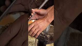 Hoof repair:Rotten donkey hooves, directly cut flat with a knife hooftrimming