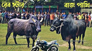 Rab-Star Vs Bazz-Pakhi Most Powerful Bull Fight Ever