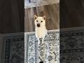 Shiba Inu Eats His Favorite Dog Treats Shiba Inu Eats His Favorite Dog Treats
