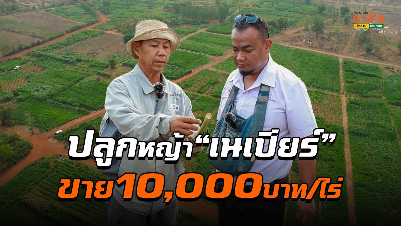 ไทโพนนาแก้ว ปลูกหญ้าเนเปียร์ หลังโรงงาน ขายไร่ละ 10,000 บาท! ตอนนี้ไม่พอขาย อยากปลูกต้องดู!!