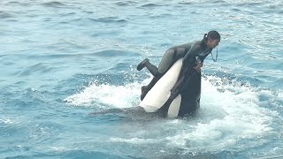 Orca Performances at Kamogawa Sea World_Sept.2023_4