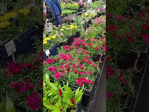 Дорогая рассада #рассада#саженцы#растения#сад#садовод#садоводство#цветы#семена#огород#дача#дачники