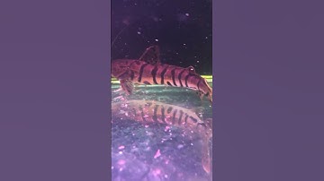 Cá trê cọp size khủng long , lâu lắm rồi mới săn được bé size to mng cần liên hệ e #cacanh