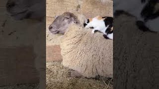 Barn Cat Massages Waffles the Sheep || ViralHog