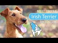 Irish Terrier Breed, Temperament & Training の動画、YouTube動画。