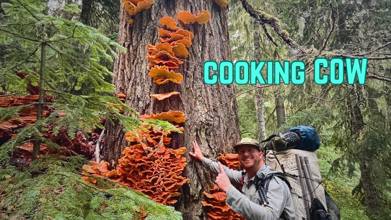 Chicken Of The Woods Best Recipe! - YouTube