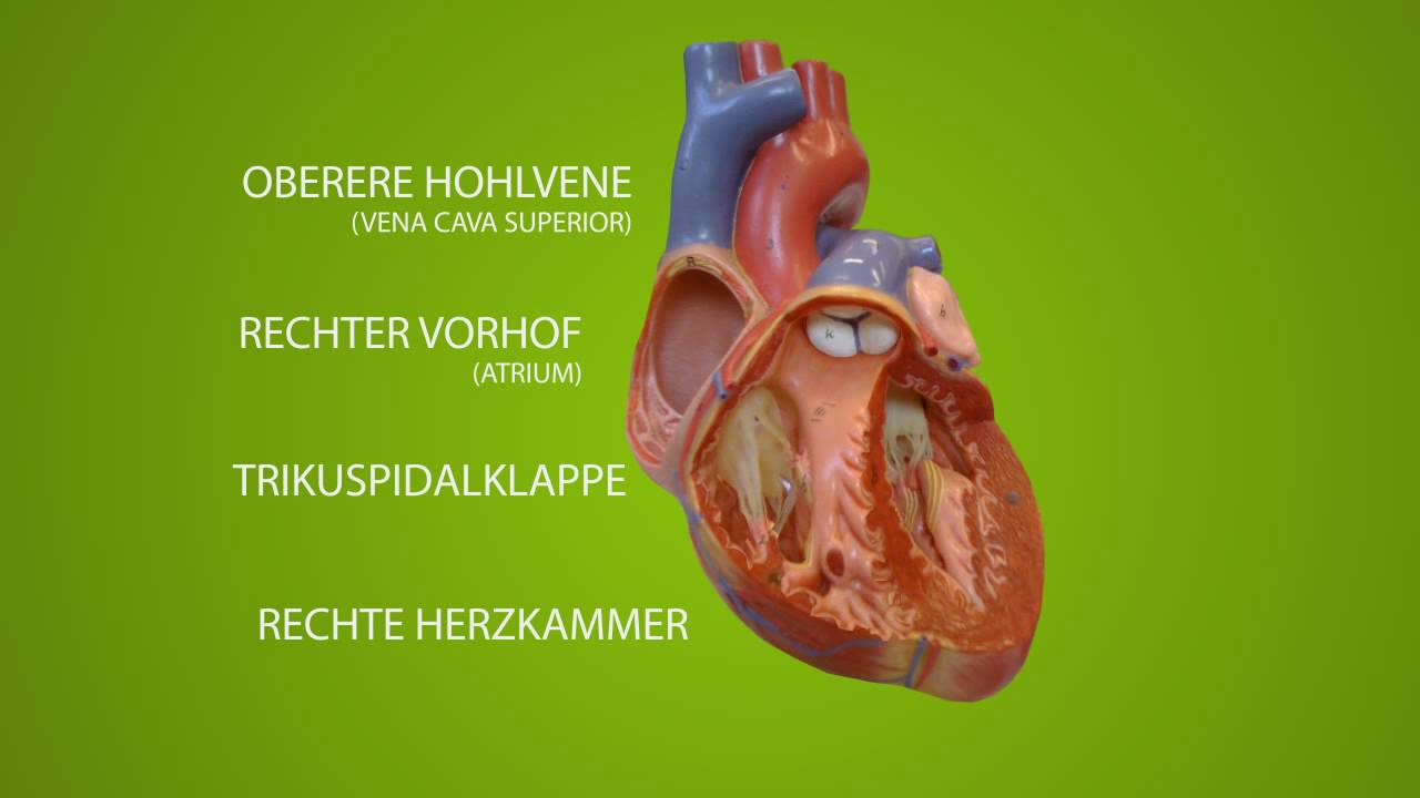 Anatomie des Herzen rechte Seite - YouTube