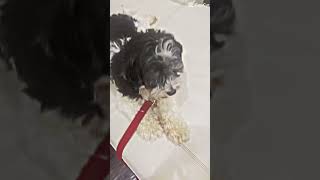 He drippy #picture #cap #cutcap #edit #funneypicture #memes