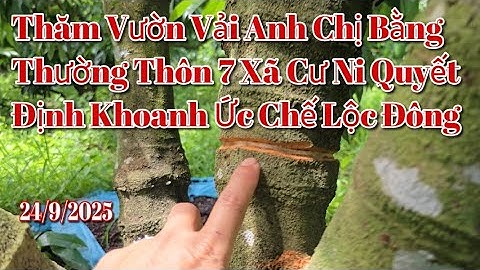 Visiting U Hong Lychee Garden of Anh and Chi Bang Thuong, Village 7, Cu Ni Commune