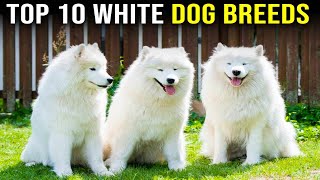 Top 10 White Dog Breeds