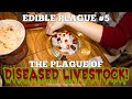 Passover 2021  edible plagues series  the plague of diseased livestock