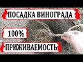 🍇 Весенняя посадка саженца винограда. 100% приживаемость. Правильная глубина посадки. Удобрение.