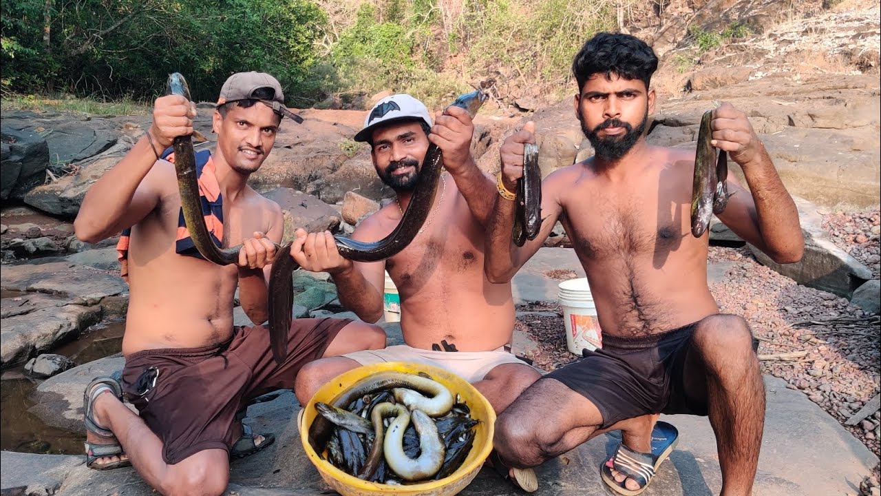 डोह उपसून पकडले भले मोठे हैर मासे, डोह उपसून मासे पकडण्याची मज्जा | Traditional fishing  @TejaGurav