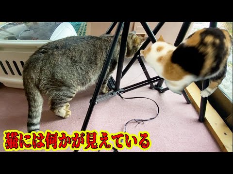 自分の尻尾を追う猫と、見えない何かを追う猫！！