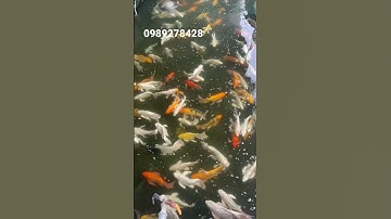 Cá chép đuôi dài sz 40-50 cm lh 0989278428 cá tại nam định