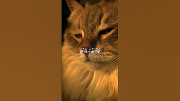 اكتب شيء تؤجر عليه ❤😴 | #تلاوة_خاشعة #اكسبلور #القران_الكريم #عبدالرحمن_مسعد