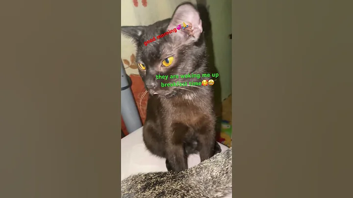 cute cats💞🐈‍⬛ they are my alarm clock every morning🫠🥰
