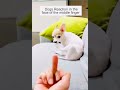 Dogs🐾🐶 Reaction In The Face Of The Middle Finger || Funny Doys || Funny Animas Dogs 🐾and Cats 🐱