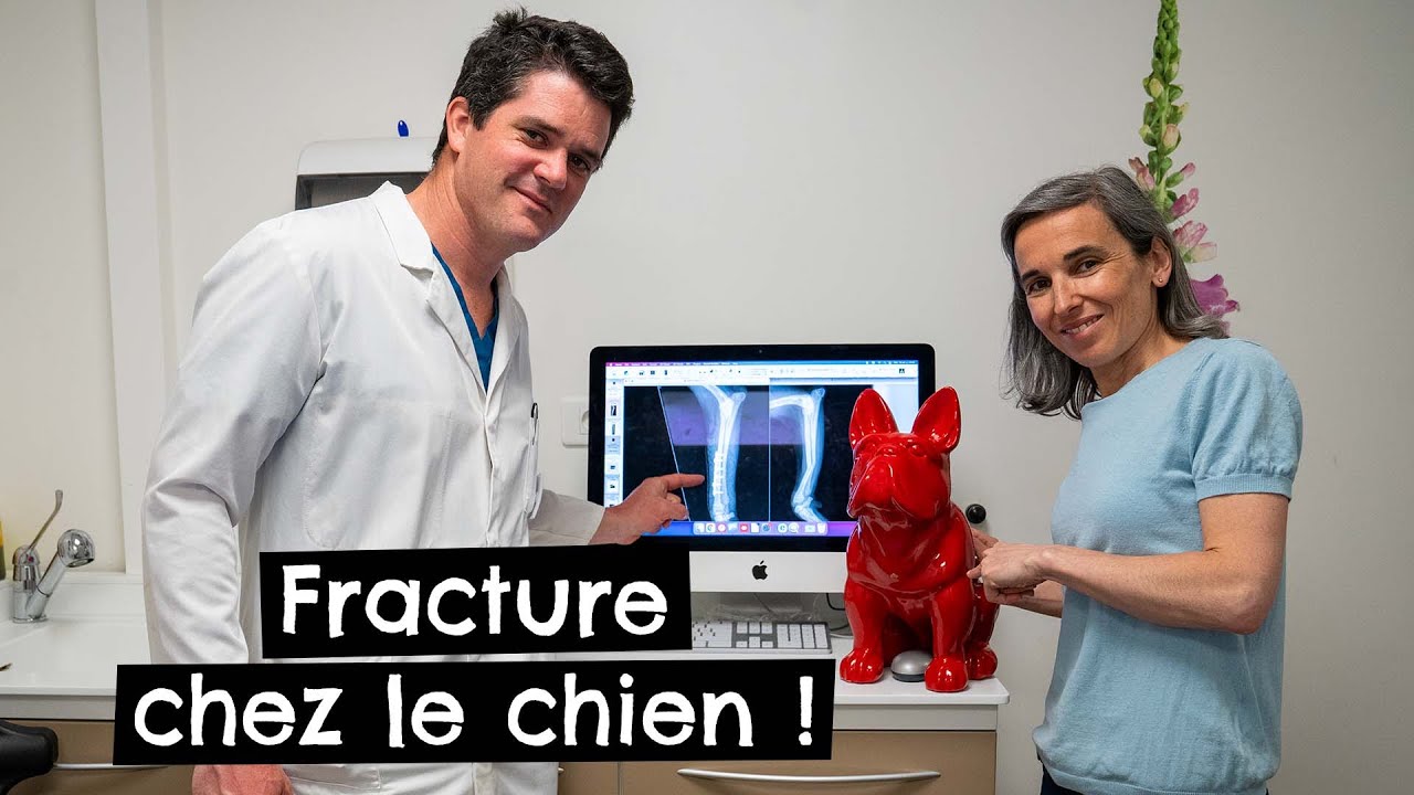 Fractures chez le chien #coulisses de l'intervention ! 🐶