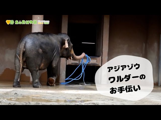 【東山動植物園公式】ワルダーのお手伝い《 アジアゾウ　ゾウ 》