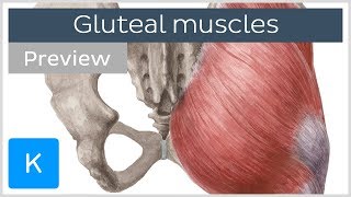 What are the Gluteal Muscles? (preview) - Human Anatomy | Kenhub