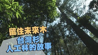 【林業發展】留住未來木─台灣杉人工林的故事(我們的島 第958集 20180611)