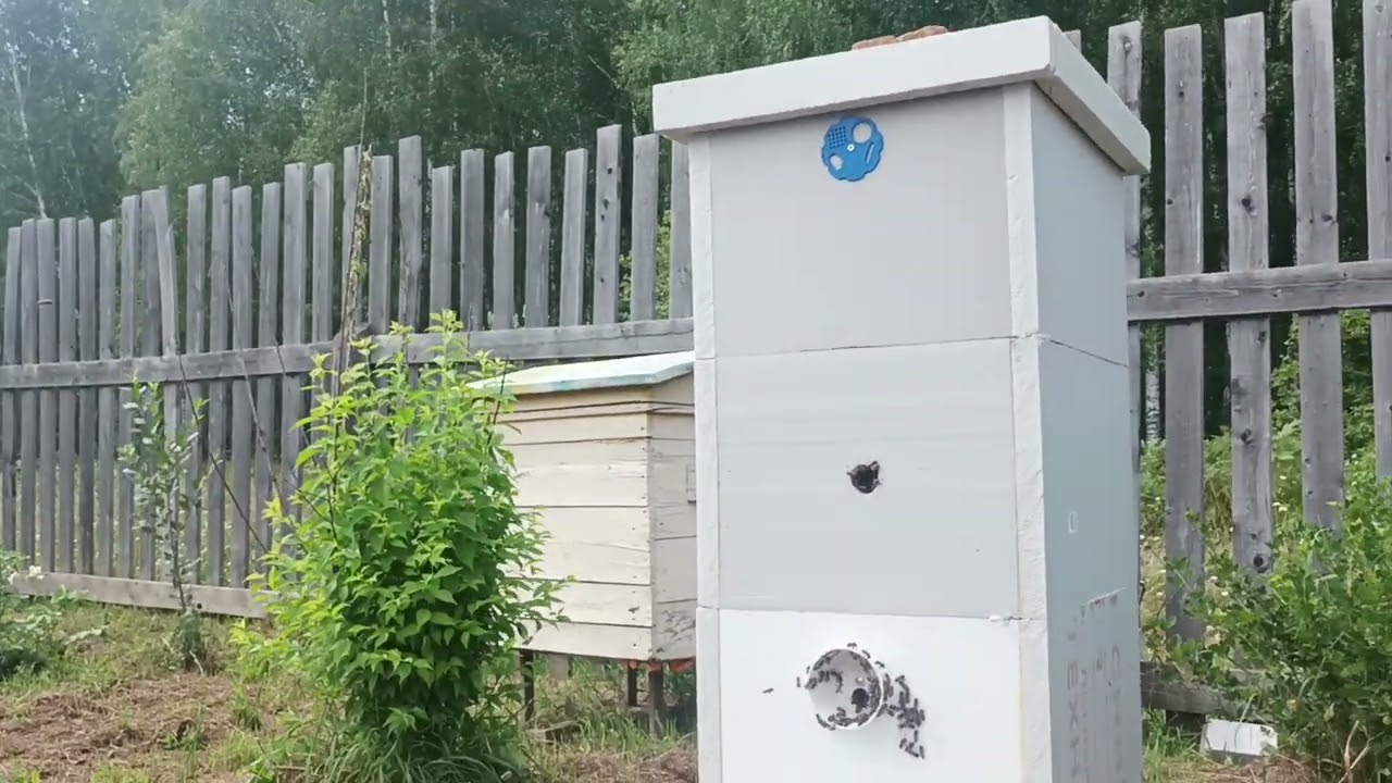 Главное правило! Чтобы был мёд 🍯 нужны мотивированные труженицы, а что их мотивирует?